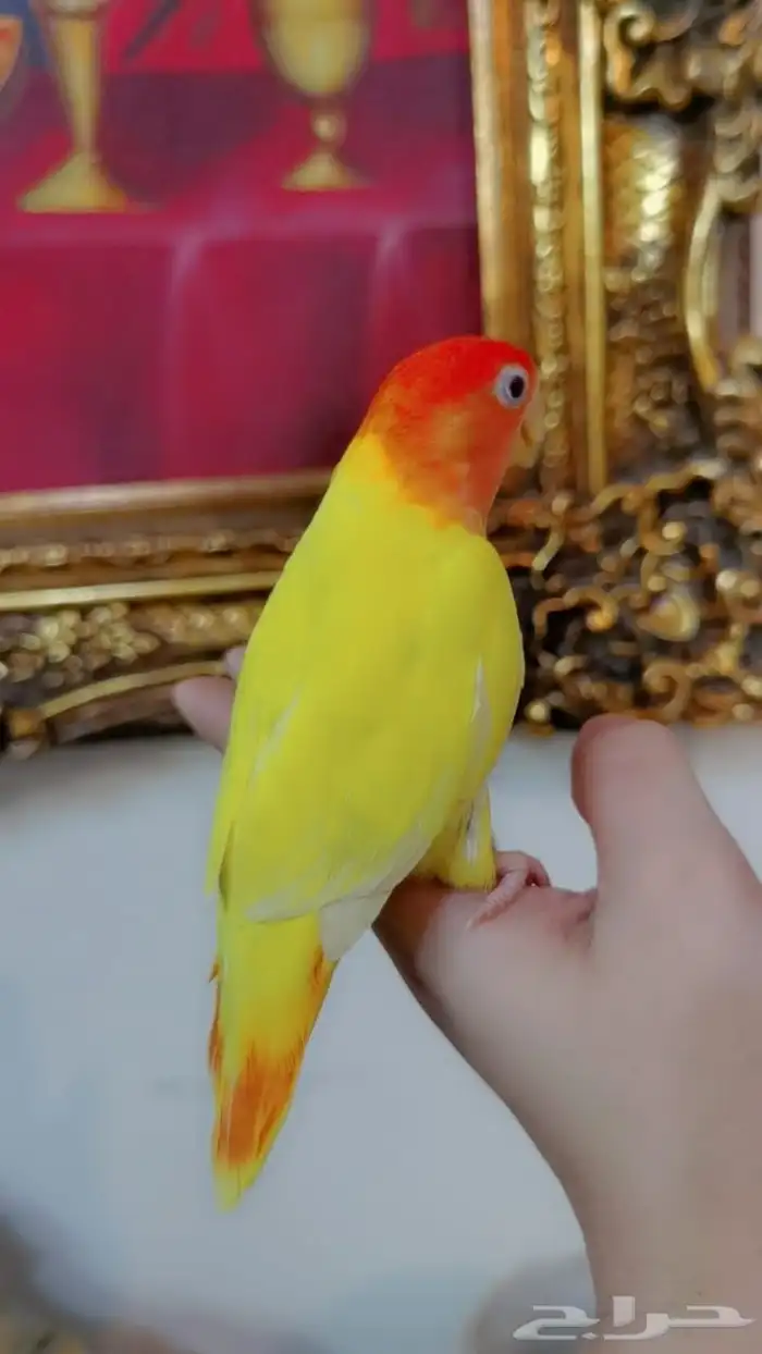 للبيع ببغاء روز 6