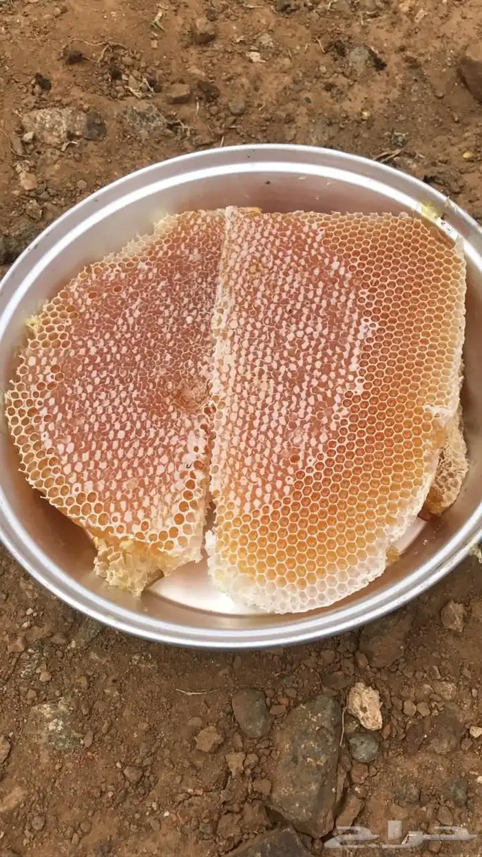 عسل سدر هذا العام وعسل طلح وسمر 8