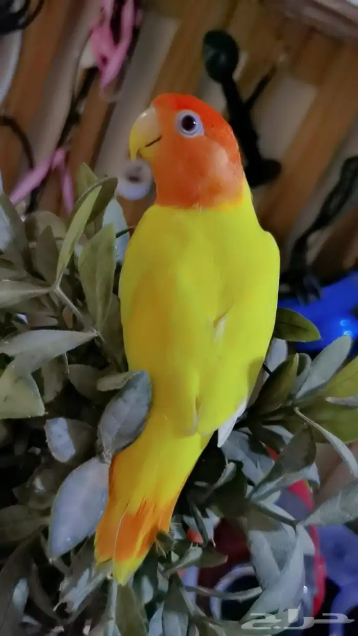 للبيع ببغاء روز 10