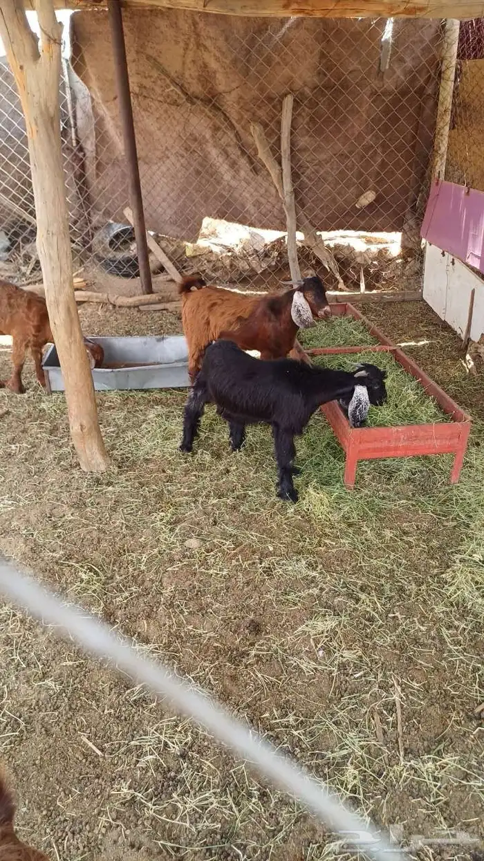 تيوس حرييه سمان ونظاف 4