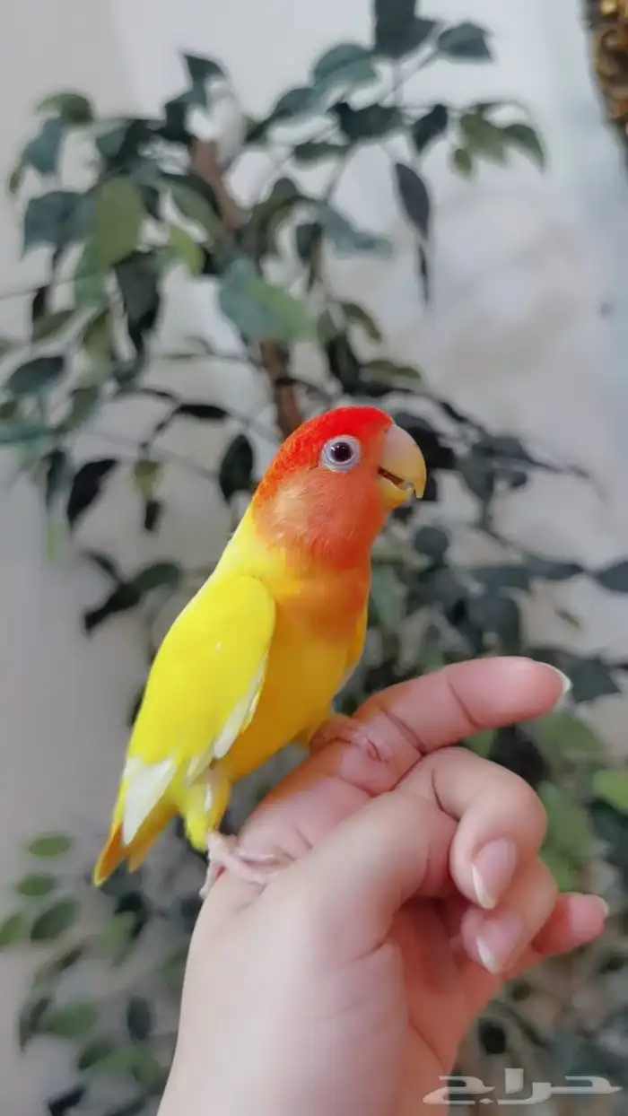 للبيع ببغاء روز 7