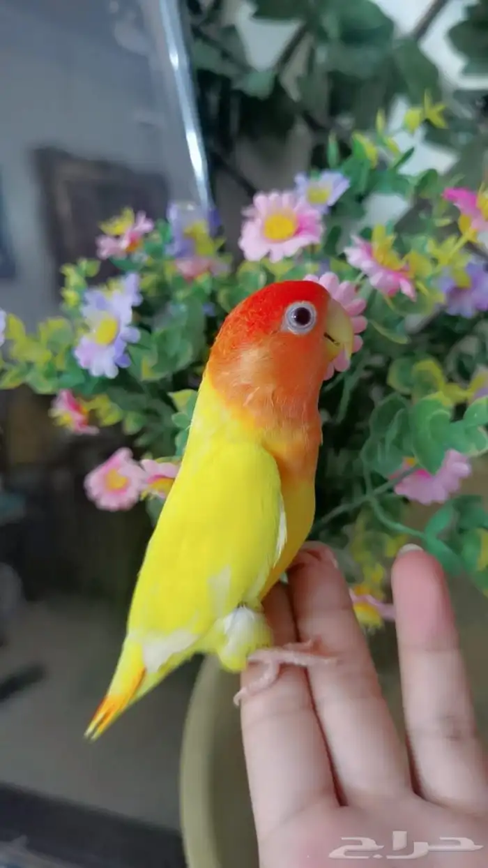 للبيع ببغاء روز 5