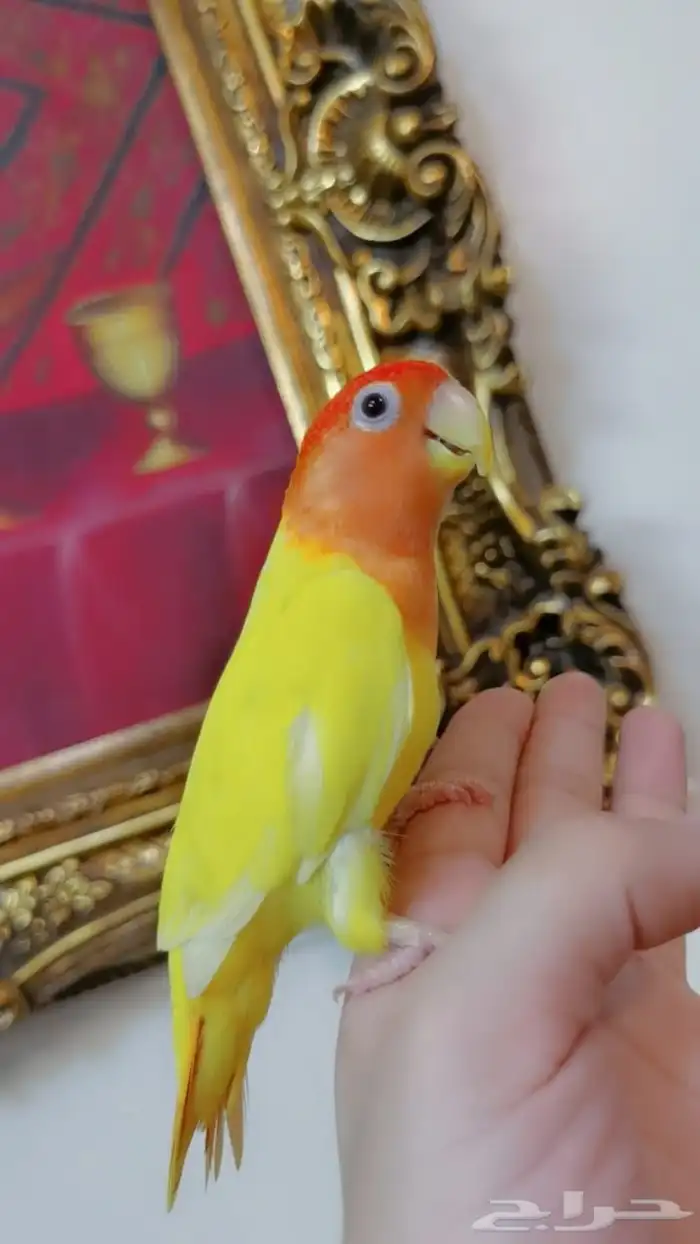 للبيع ببغاء روز 4