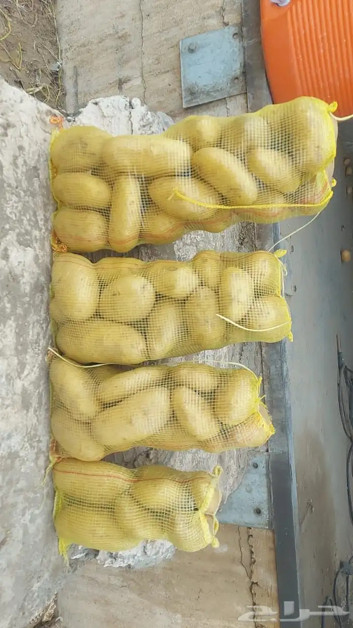 بطاطس وادي الدواسر أربعه احجام 2