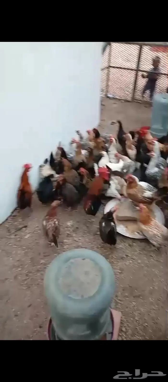 دجاج بياض شرط حضان 0