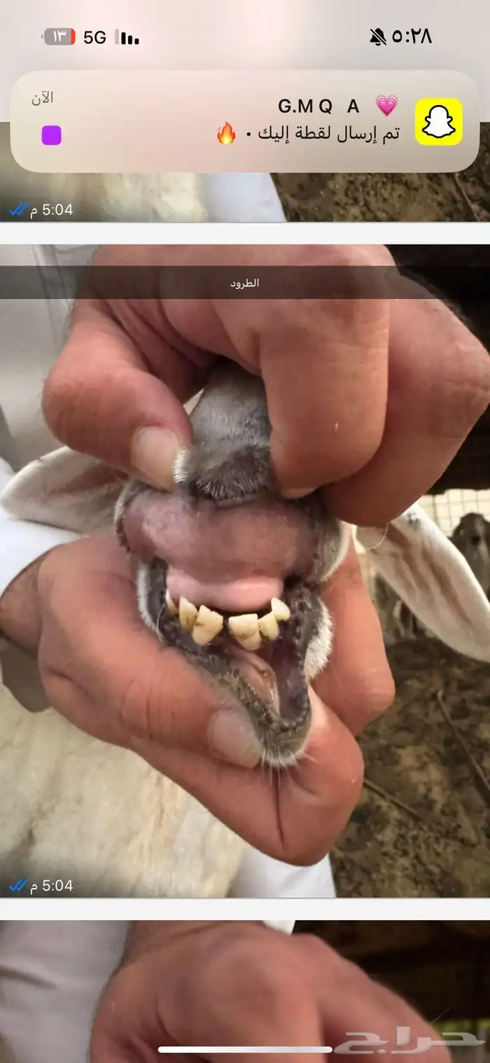 حريات مقاني طيبه من الدرجة الاولى 3