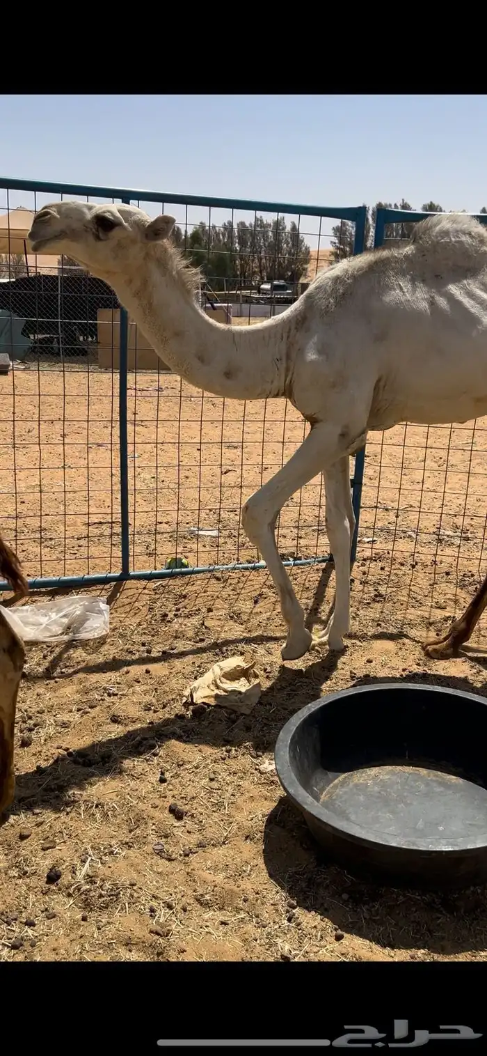 قعود طيب 0