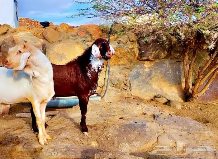 تيس فحل. حرم. ادهم. اوشح. أجم. حار. وكفو ونظيف. 0