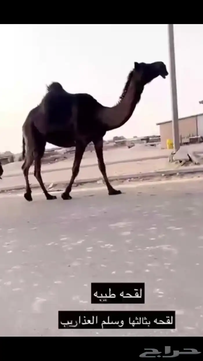 مجهم للقحه ام ثالث 0