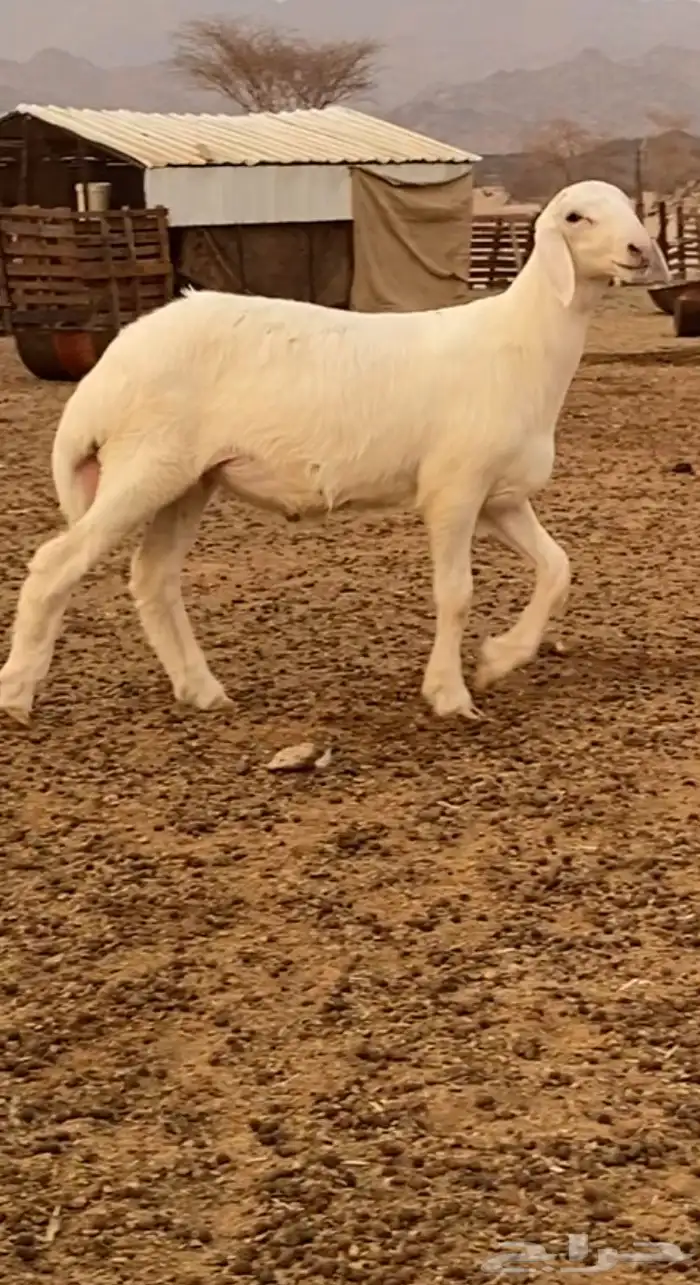 مشروع فحل حري صنف 2