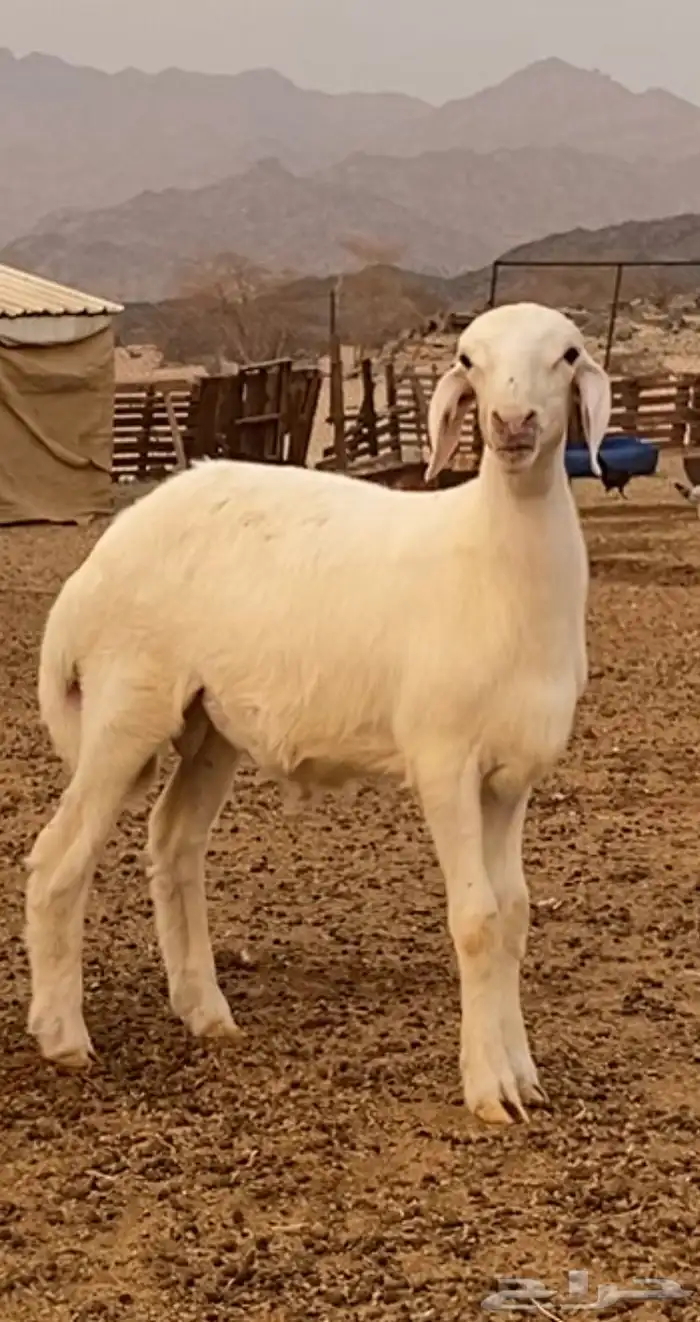 مشروع فحل حري صنف 0