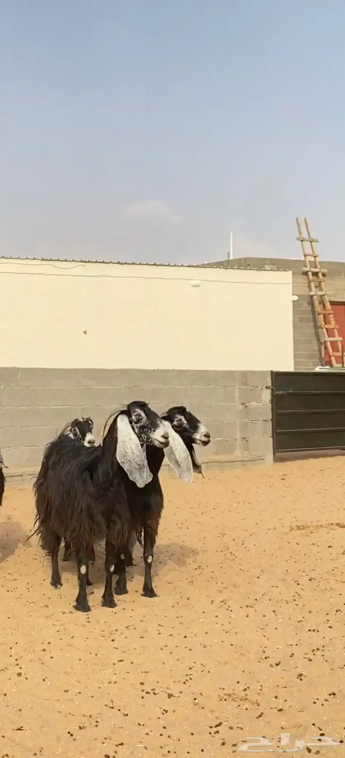 معزا عوارض صنف خلفات 4