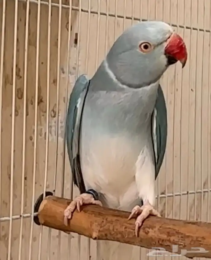 للبيع زوج دره بلو كلير تل وايت هد 0