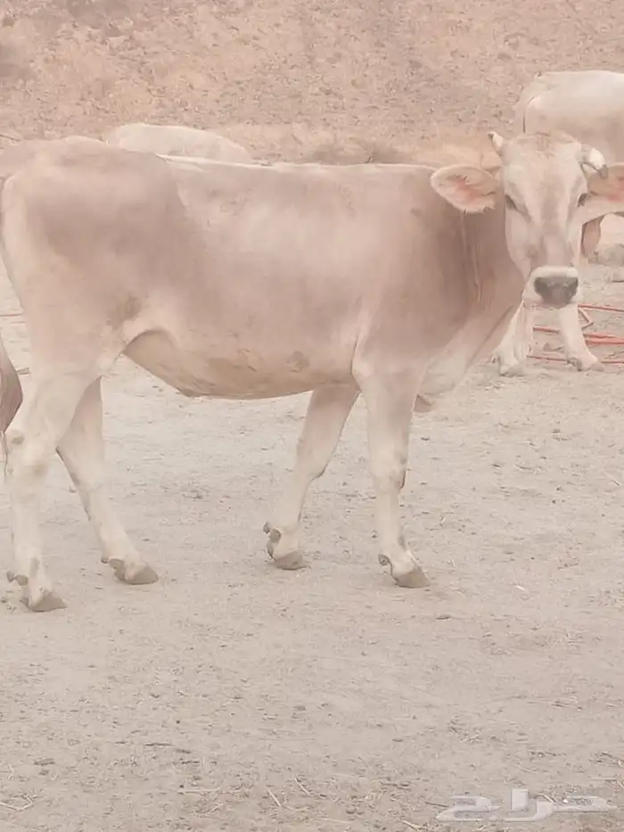 ثور فحل وعجل وبقره لقحه للبيع 2
