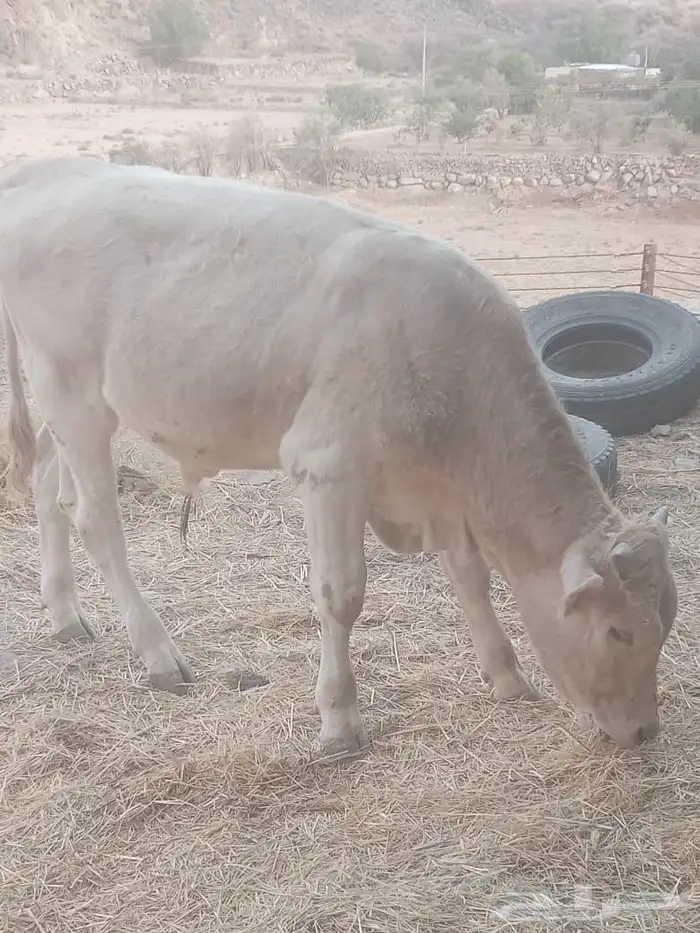 ثور فحل وعجل وبقره لقحه للبيع 0