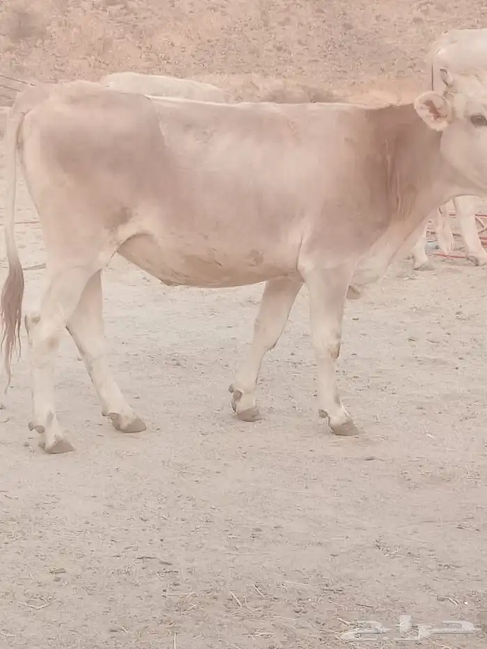 ثور فحل وعجل وبقره لقحه للبيع 4