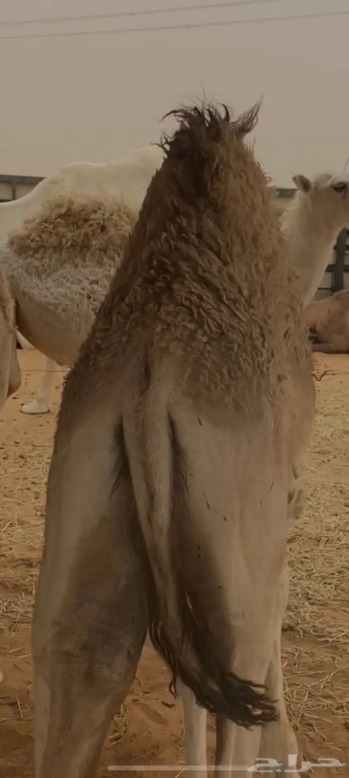 حاشي قصب للبيع 0