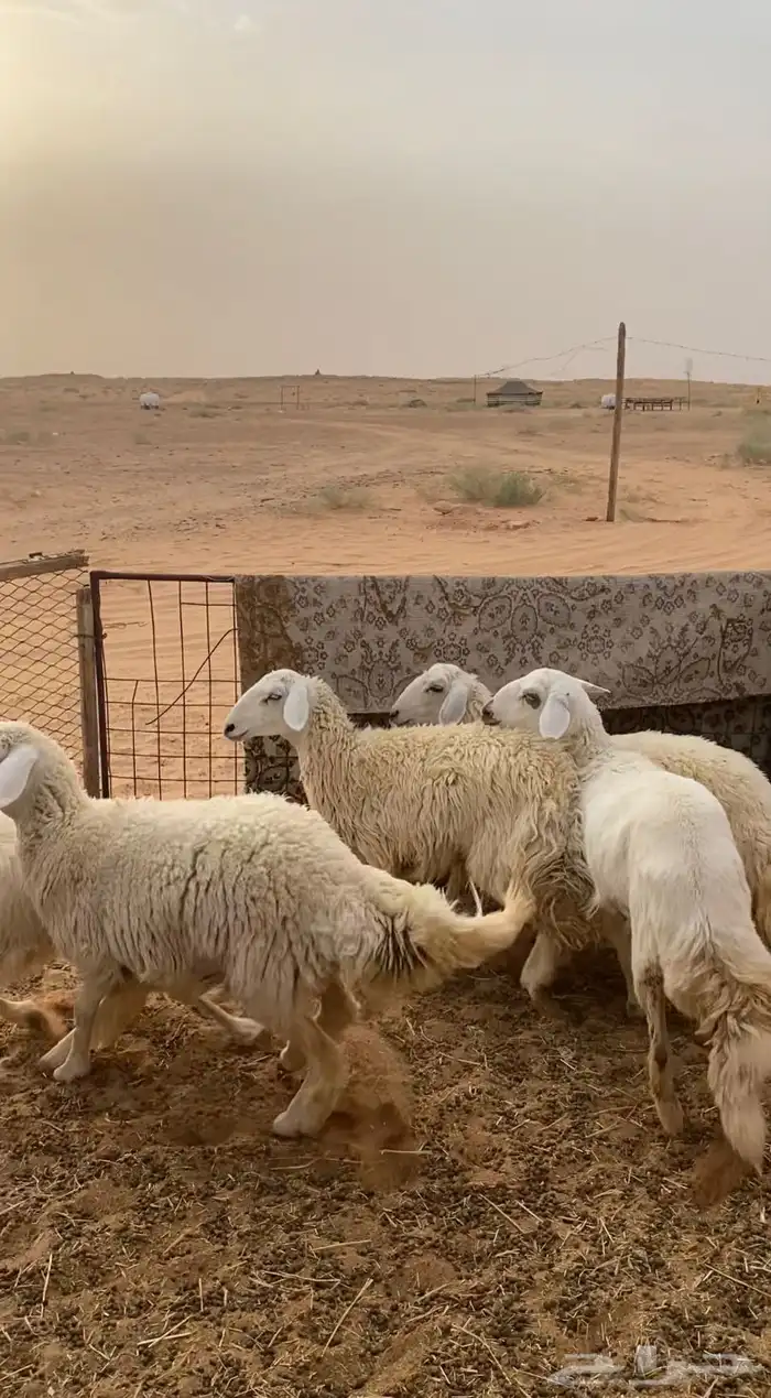 جذعات حريات مقنوي 3
