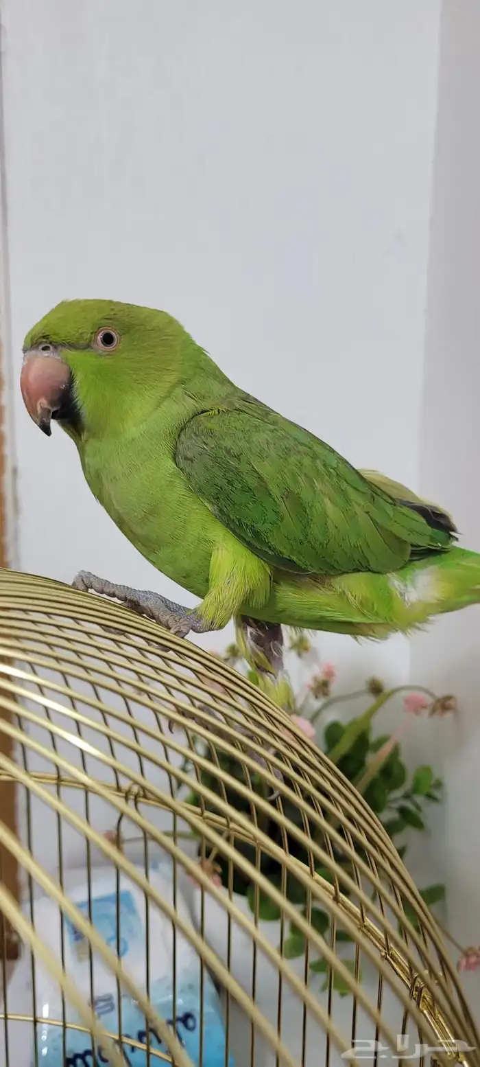 ببغاء 1