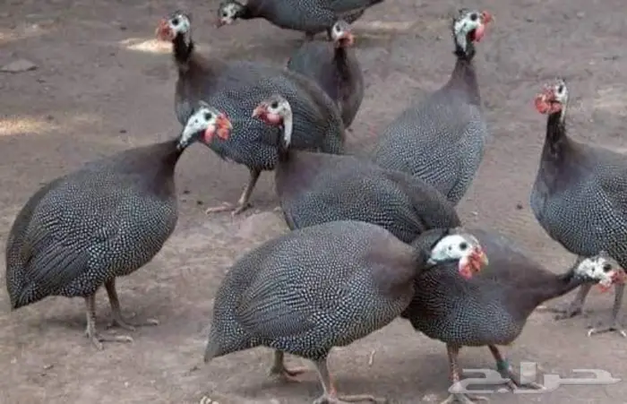 للبيع دجاج حبش بياض 0