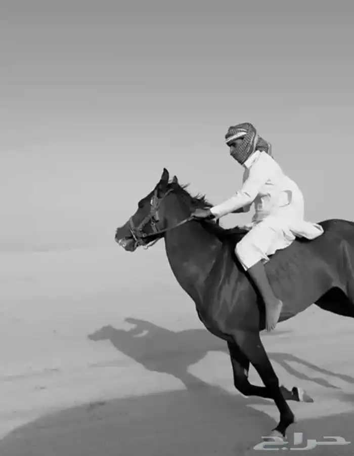 خيل شعبي 0