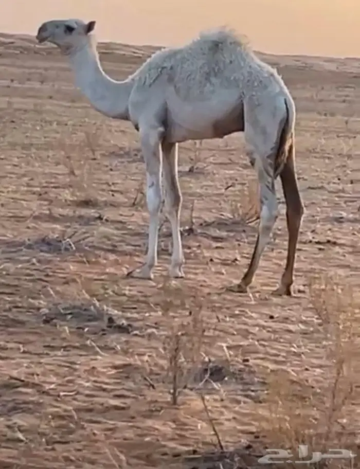 قعدان لبيع 0