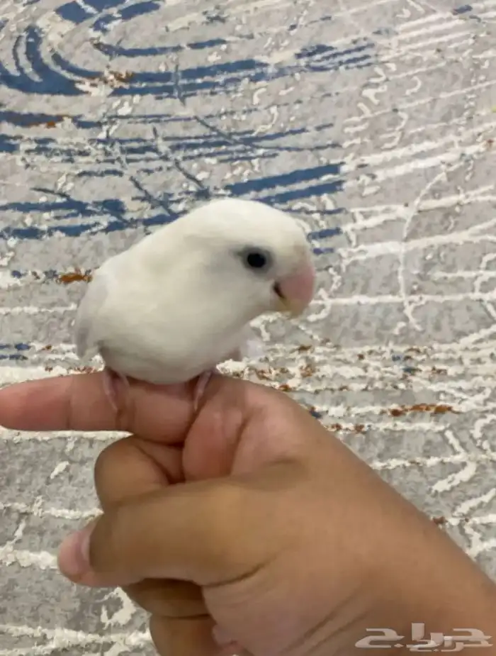 روز اليف و لوون جمييل 0