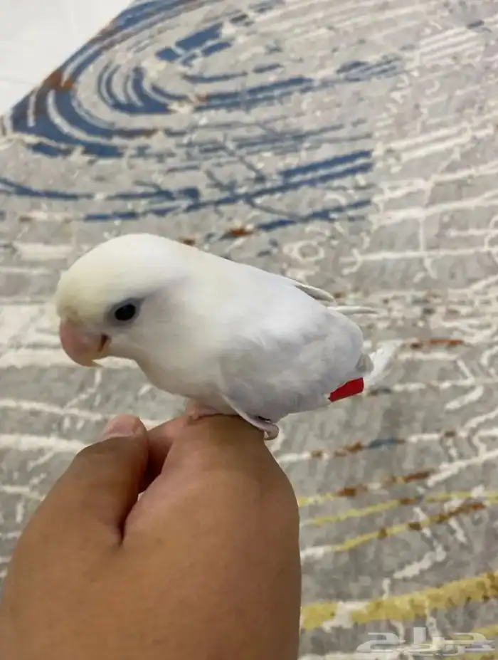 روز اليف و لوون جمييل 2