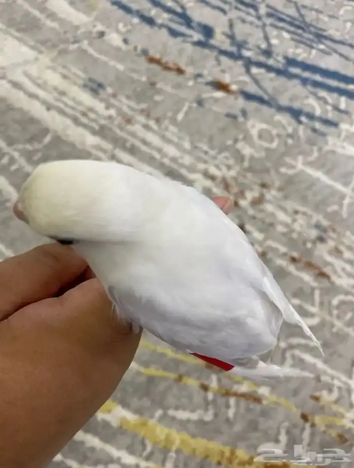 روز اليف و لوون جمييل 1