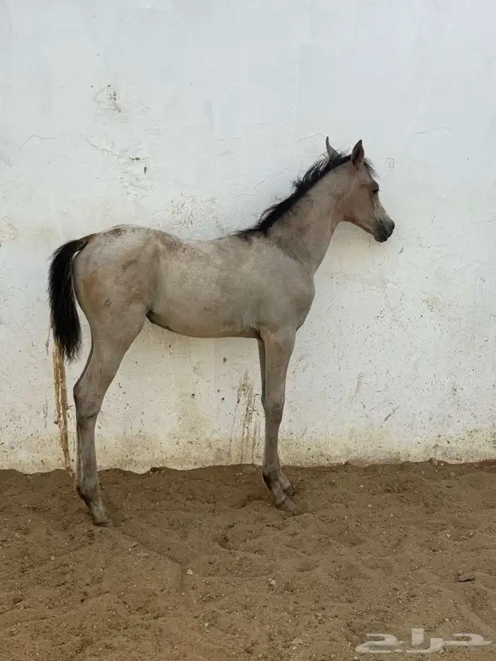 مهره بعمر خمس شهور 0