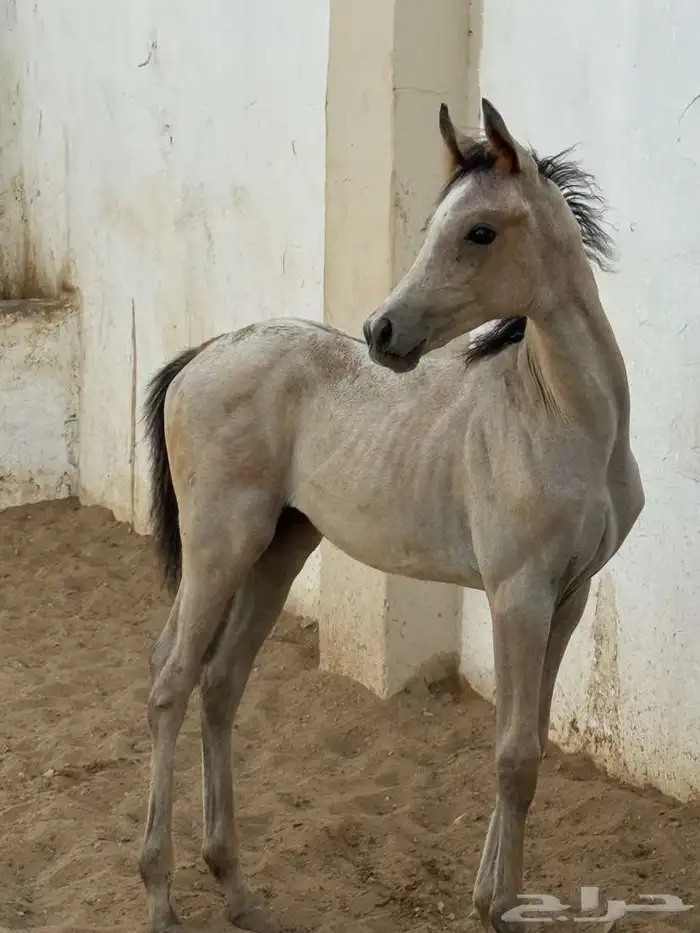 مهره بعمر خمس شهور 2