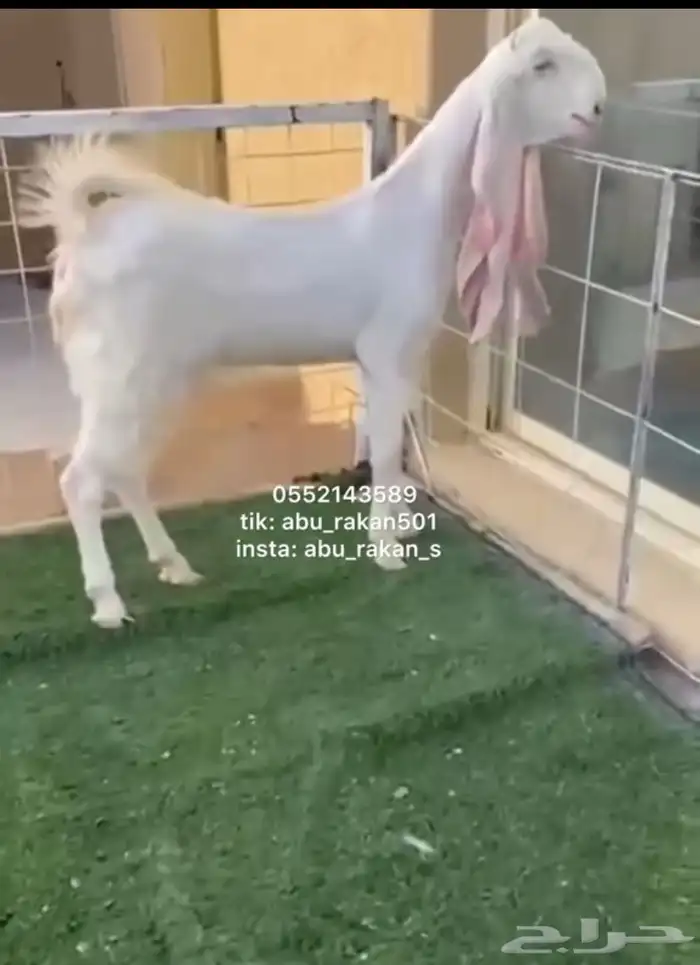 عنز جفره مطوره فاخره 0