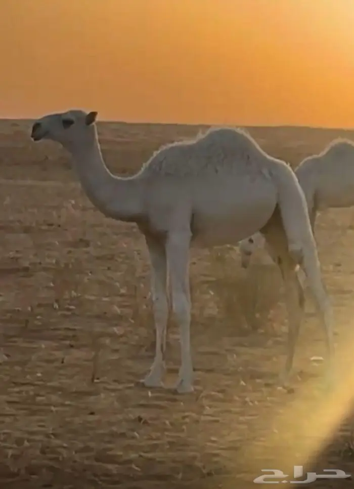 قعدان لبيع 1