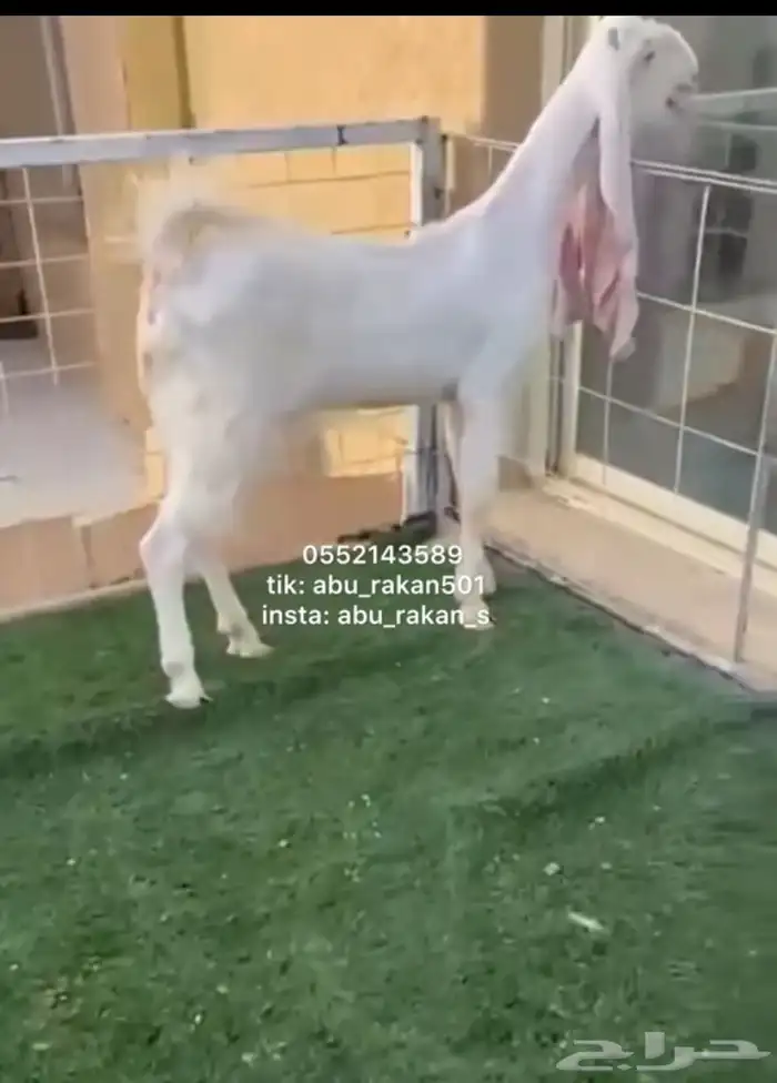 عنز جفره مطوره فاخره 1