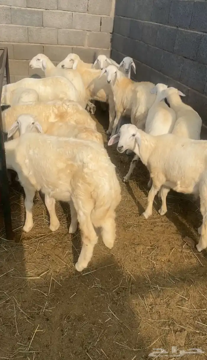خرفان طيبه 2