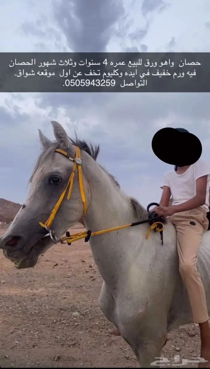 خيل واهو 0