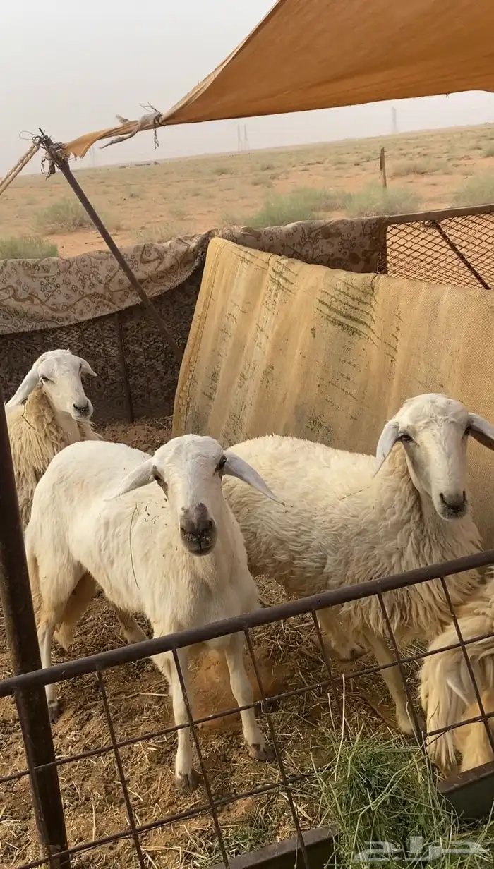 جذعات حريات مقنوي 0