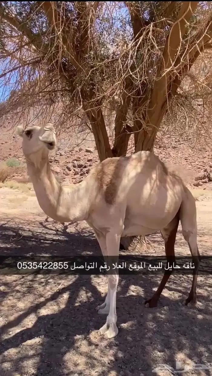 نياق حمر حيل للبيع توصل رقم 1