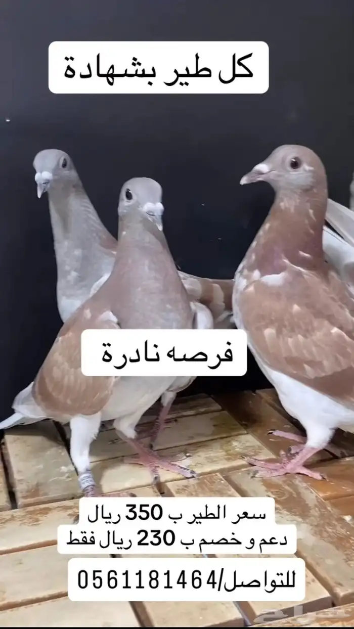 زاجل سباق فاخر 0