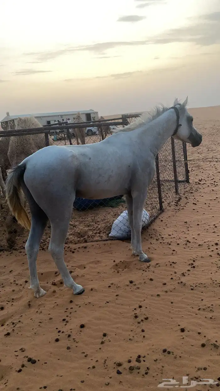 حصان 1