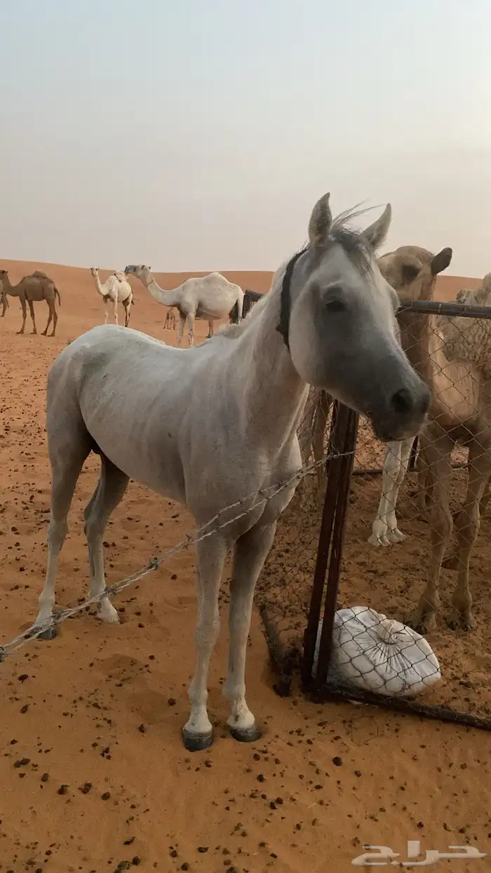حصان 0