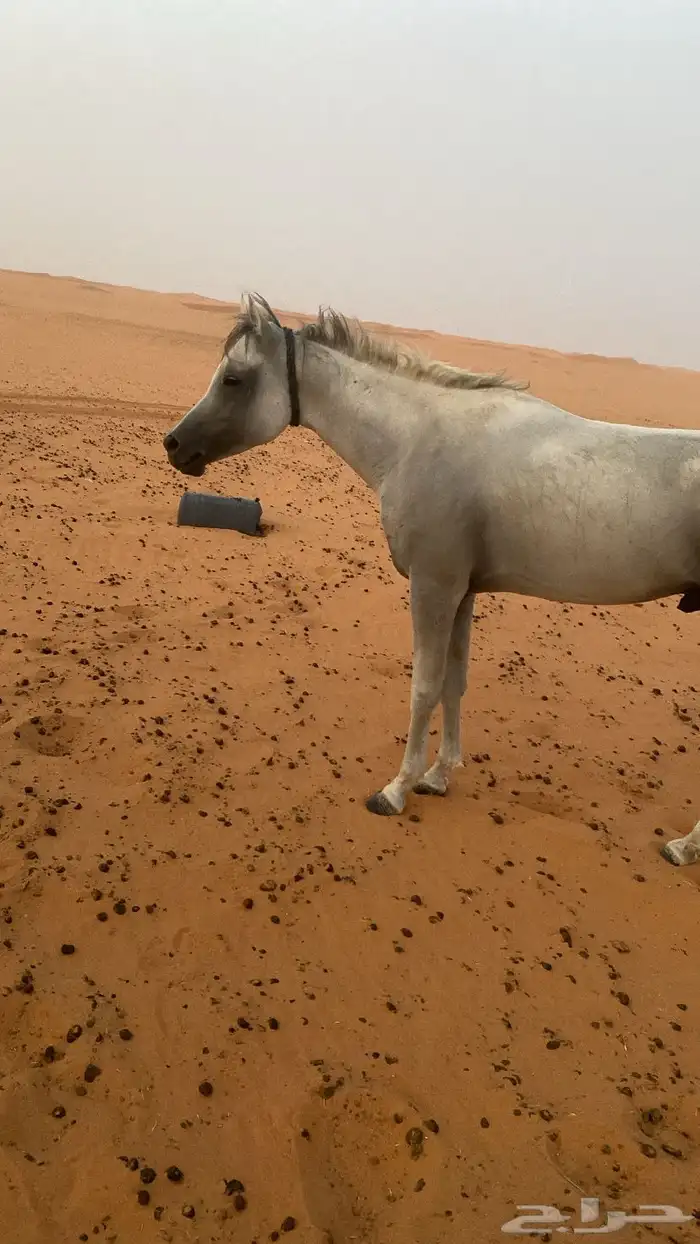 حصان 2