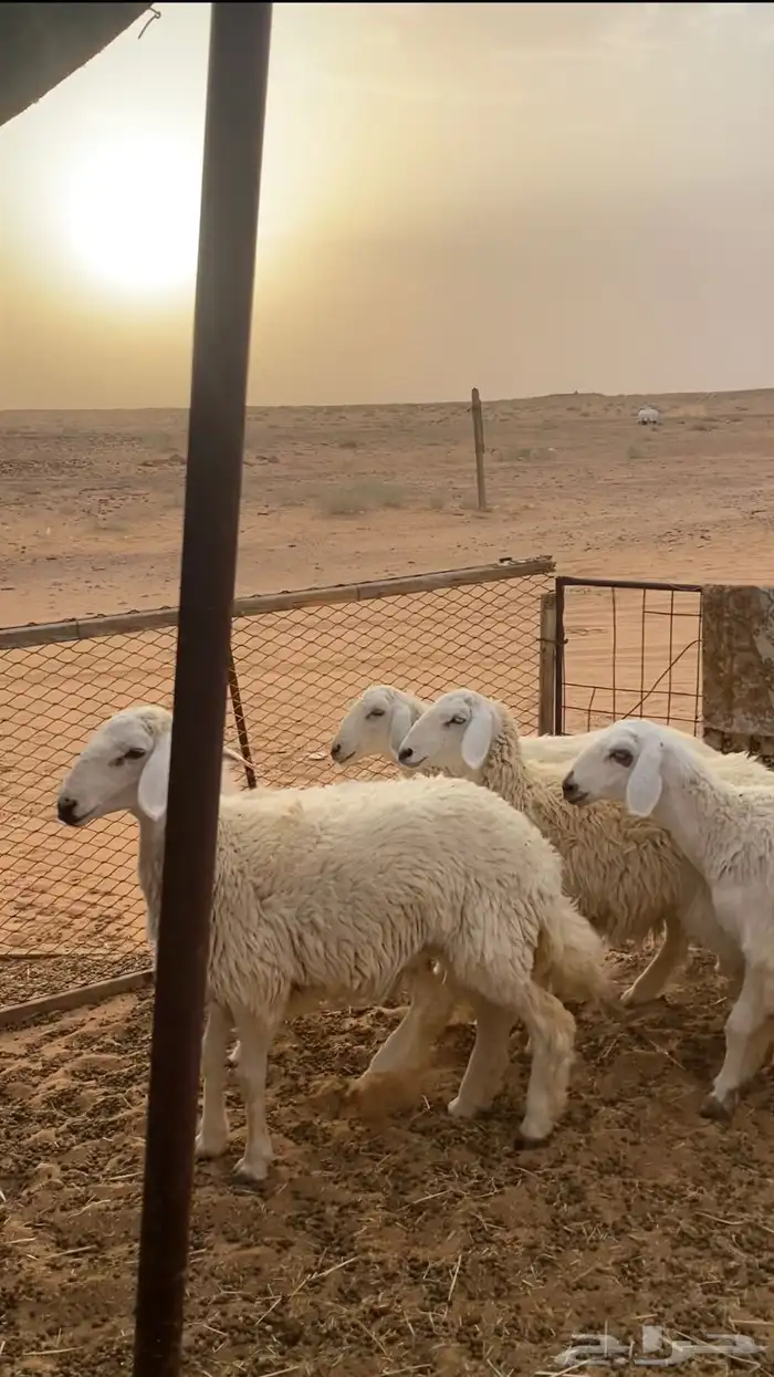 جذعات حريات مقنوي 1