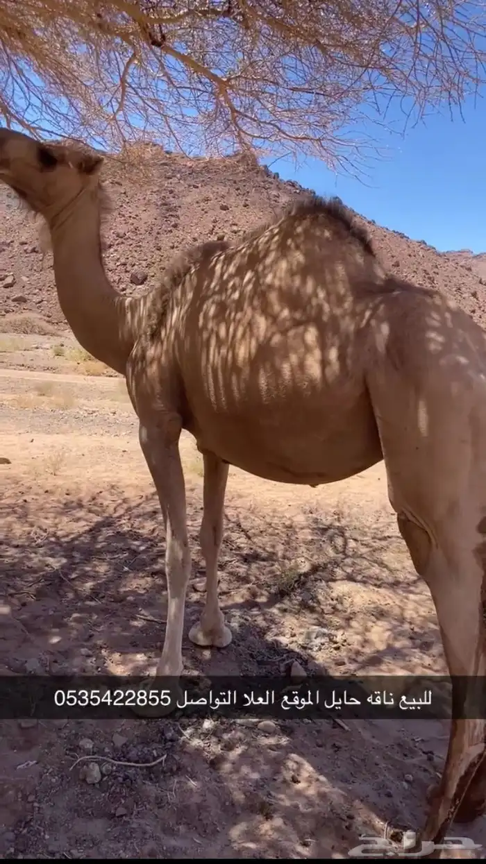 نياق حمر حيل للبيع توصل رقم 0