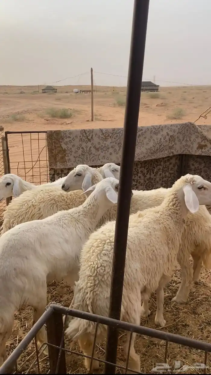 جذعات حريات مقنوي 2