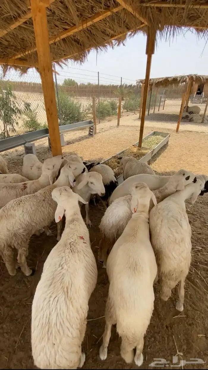 نعيم بلدي وسواكن مرابي 5 شهور 5