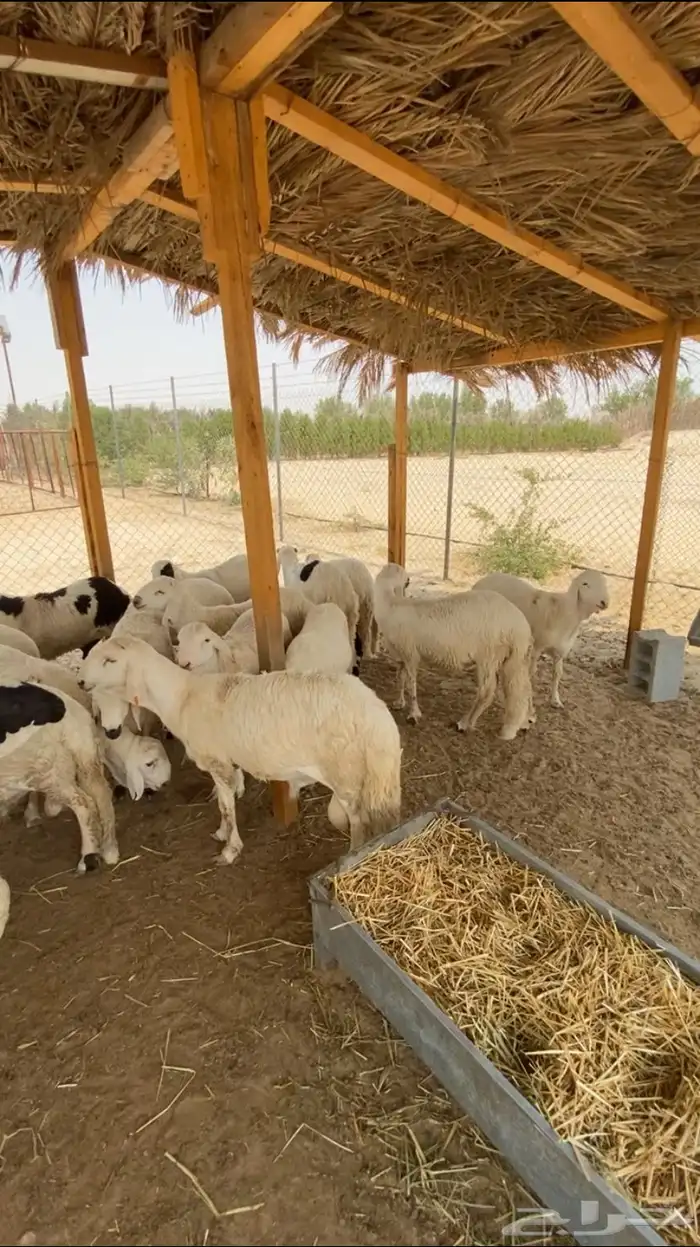 سواكن دمازيني مرابي خمس شهور 5