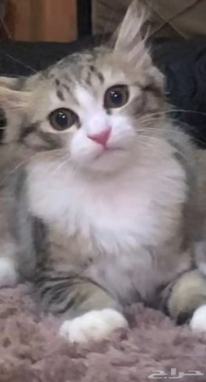 لتبني 0