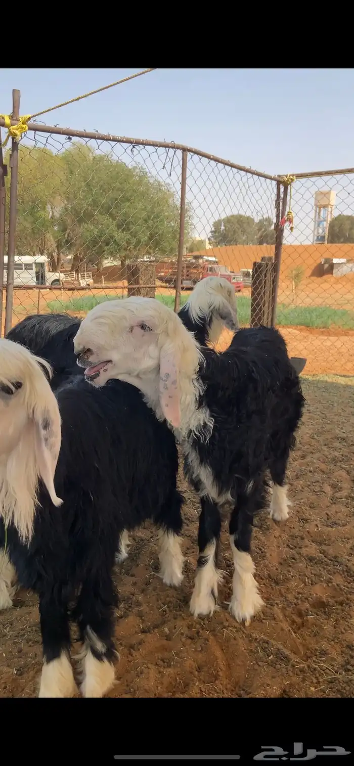 طلي نجدي اصيل 0