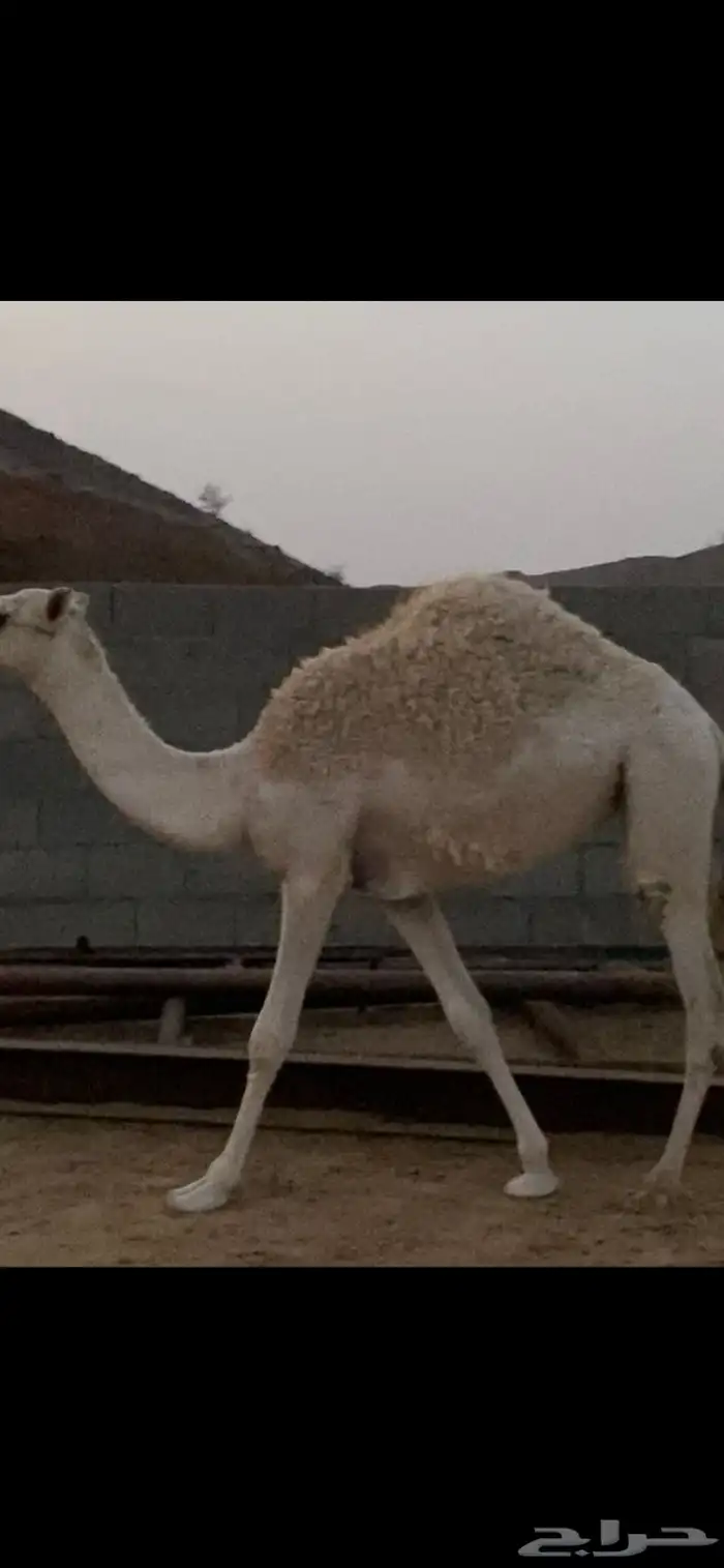 حشوان وبكار للمناسبات 0